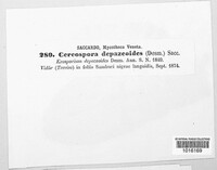 Pseudocercospora depazeoides image